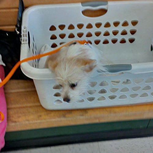 PetSmart