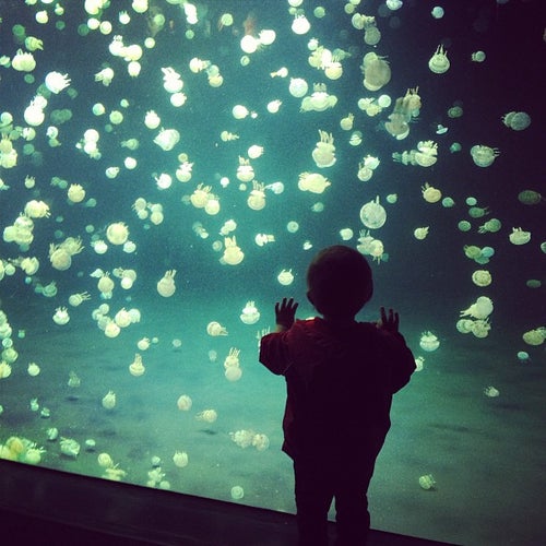 Vancouver Aquarium 845 Avison Way Vancouver