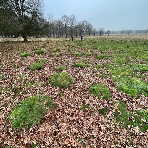Ham Gate Richmond Park