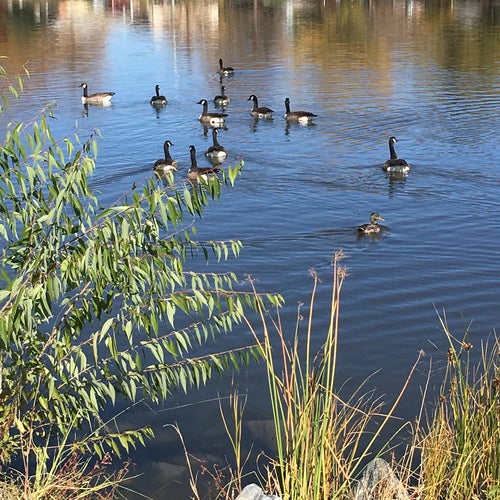 Loomiller Park