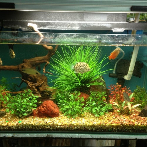 Mainland Tropical Fish Farm 1 Pasir Ris Farmway 1 Singapore