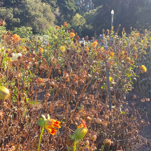 Dahlia Garden