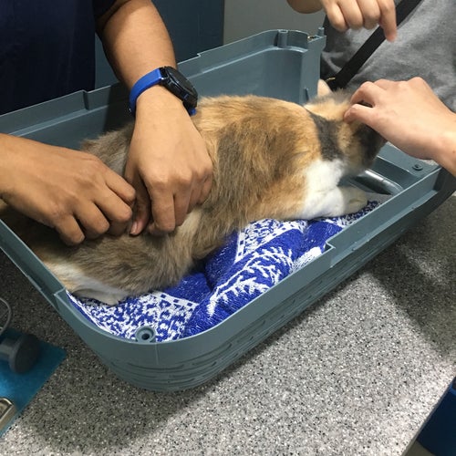 Lee Veterinary Clinic 35, Jalan Kuchai Maju 1 Kuchai Entrepreneurs Park