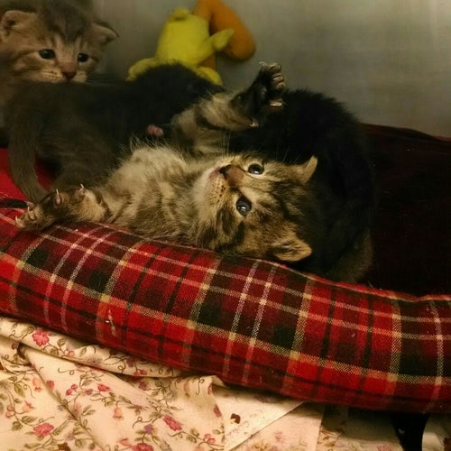 Dutchess County SPCA