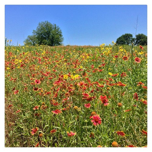 Flag Pole Hill 8100 Doran Cir Dallas