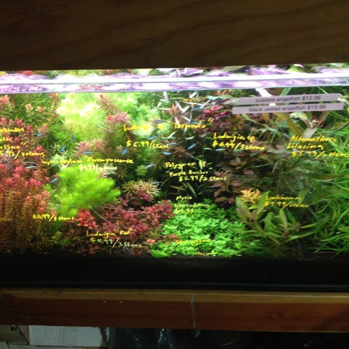 Aqua Forest Aquarium
