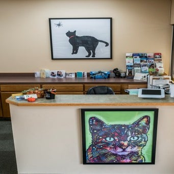 Meadows Cat Hospital