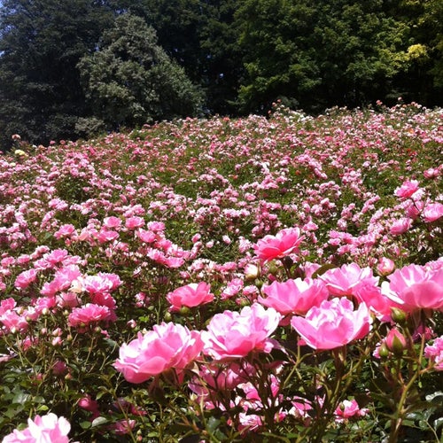 Luitpoldpark - Karl-Theodor-Str. - München
