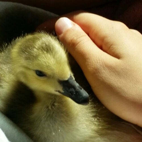 Wildlife Rehabilitation Center of Northern Utah