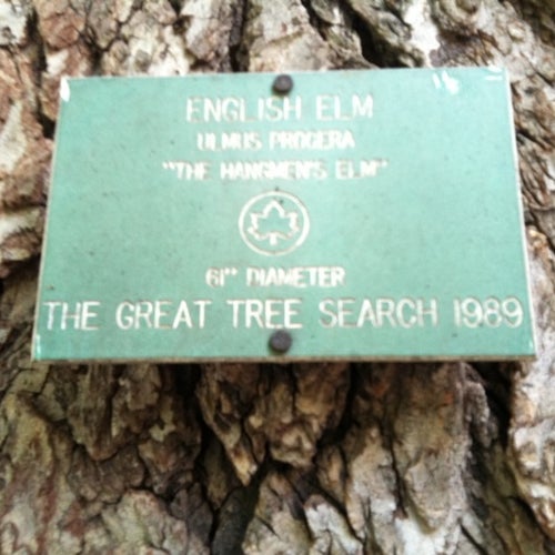 Hangman's Elm