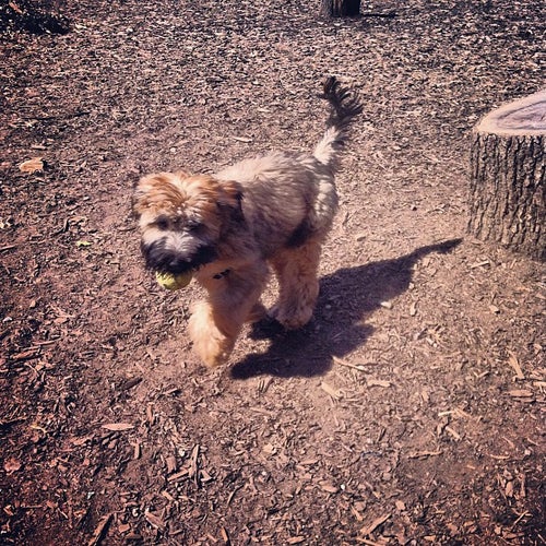 Cunningham Park Dog Run