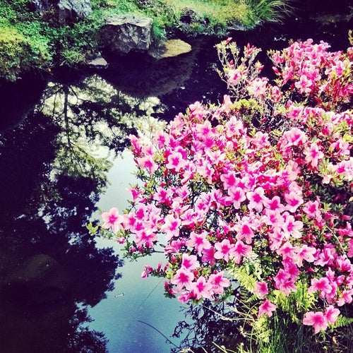 Japanese Tea Garden 75 Hagiwara Tea Garden Dr San Francisco