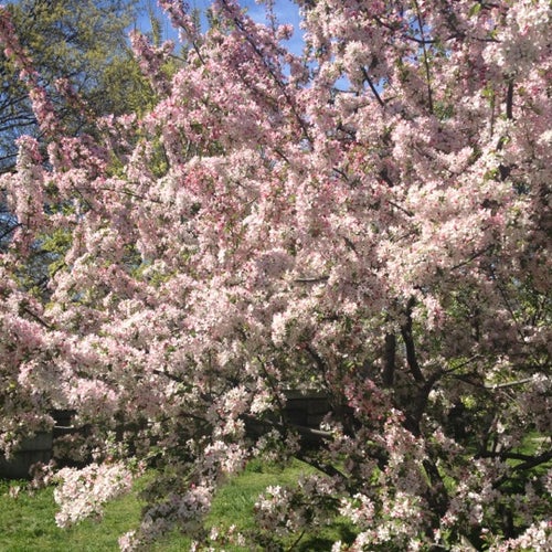 Riverside Park Cherry Walk , New York New York