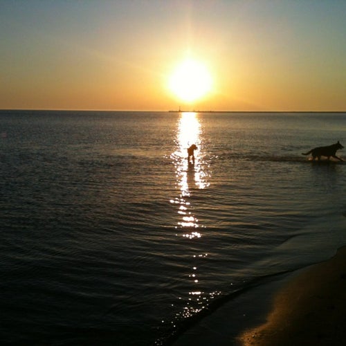 Montrose Dog Beach