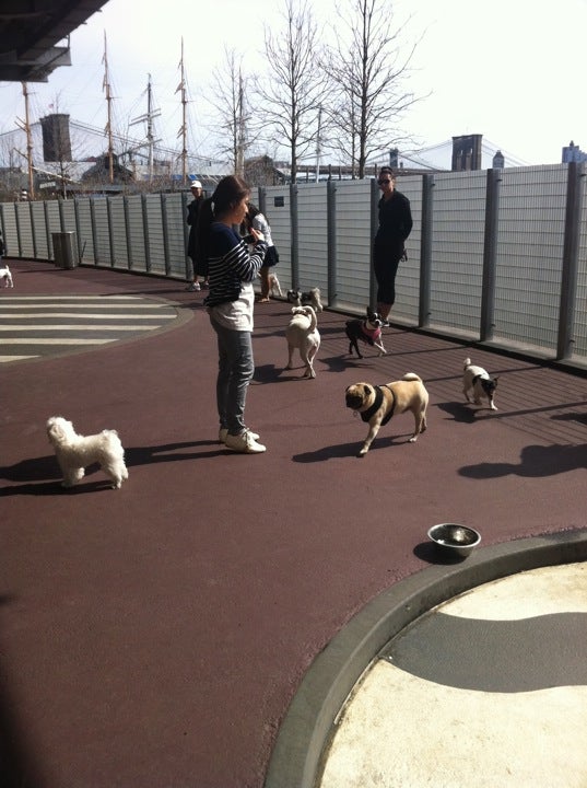 dog-run