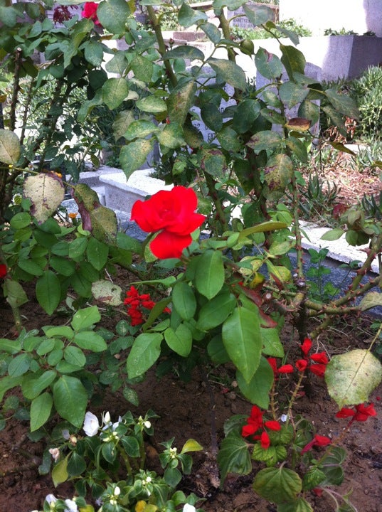 cemetery