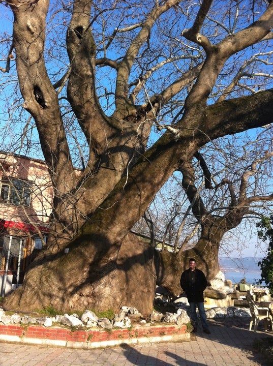 tree
