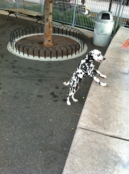 photo of Pier 84 Dog Run