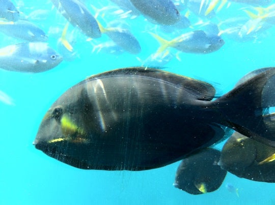 dive-spot