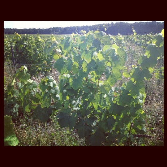 winery