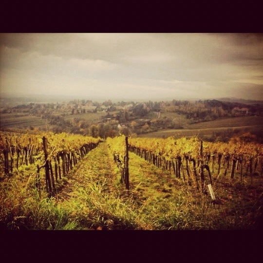 vineyard