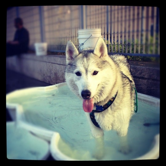 dog-run