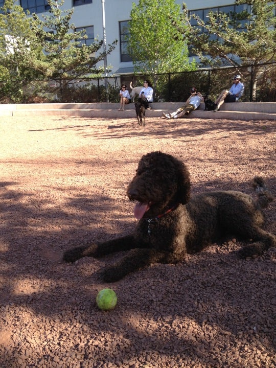 dog-run