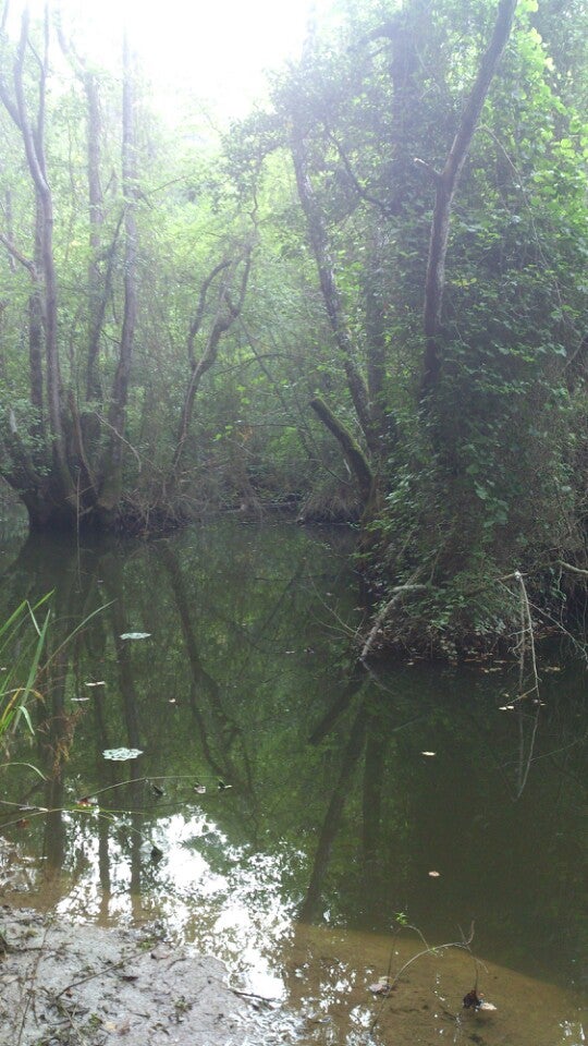 forest