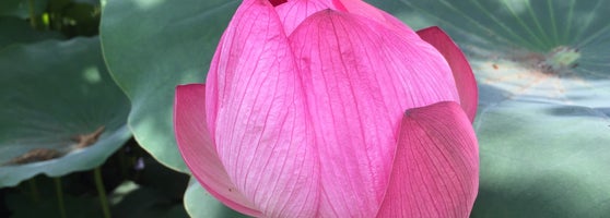 薬師池公園 蓮園 3 Tips From 80 Visitors