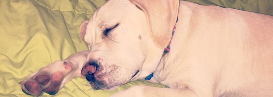 Featured image of post Soco Pet Lounge