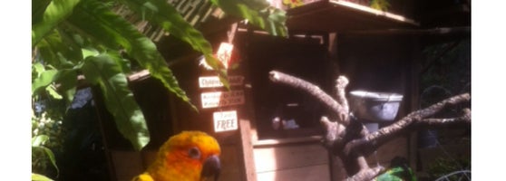 Bird Bromelia Pavilion