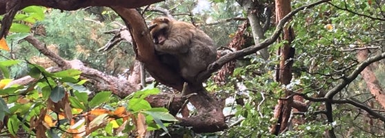 Montagne Des Singes Zoo