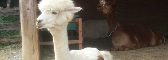 のんびりアルパカ牧場 Stables のんびりアルパカ牧場 Stables