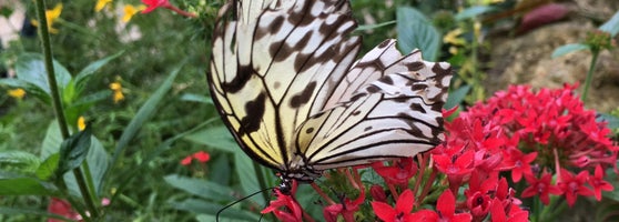Butterfly Rainforest 11 Tips