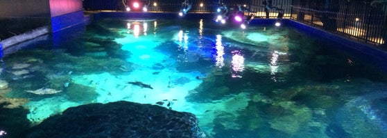 SEA LIFE CharlotteConcord Aquarium Concord Mills 12 SEA LIFE CharlotteConcord Aquarium Concord Mills 12