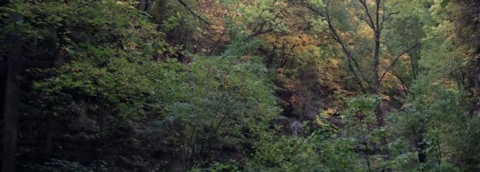 beautiful trees in matthiessen state park