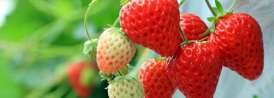 いちはら里山ファーム 市原市 千葉県