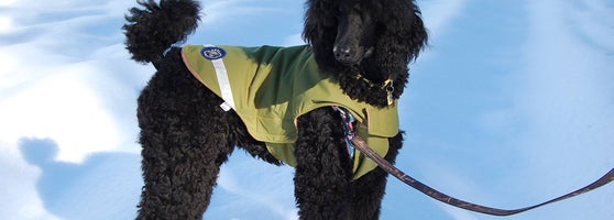 vitality animal hospital