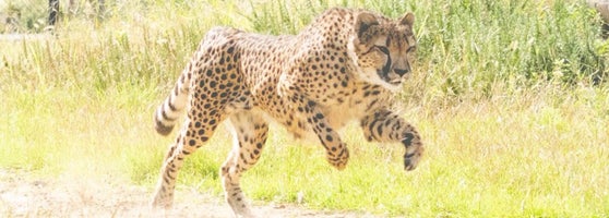 チーター Zoo Exhibit In 千葉市 チーター Zoo Exhibit In 千葉市