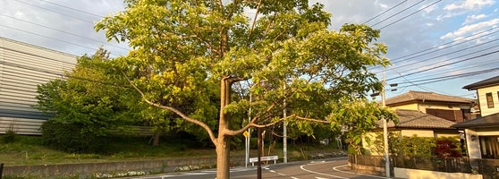 なんじゃもんじゃひろば 1 Tip なんじゃもんじゃひろば 1 Tip