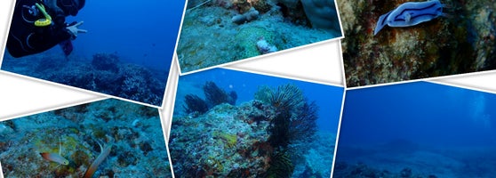 海人石垣島 マリンちゅ Dive Spot In Ishigaki