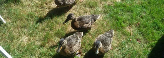 Campingpark Baldeneysee Werden Kettwig Bredeney 1 Conseil