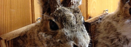 Wall Drug - Shopping Mall