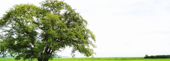 ハルニレの木 Baum