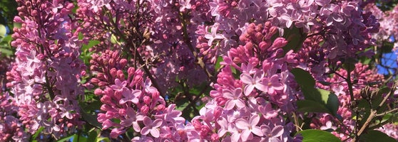 Музей-заповедник «Коломенское» - Нагатинский затон - 547 tips