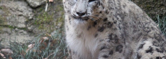 ユキヒョウ Zoo Exhibit In 日野 ユキヒョウ Zoo Exhibit In 日野