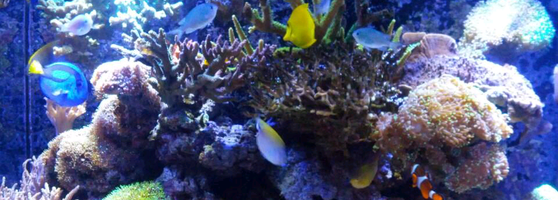 Szechuan Kitchen Chinese Restaurant In Lake Grove