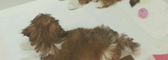 World Of Pets وسط مدينة دبي دبي دبي
