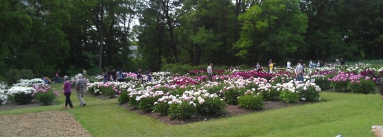 Peony Garden In The Arb Field In Ann Arbor
