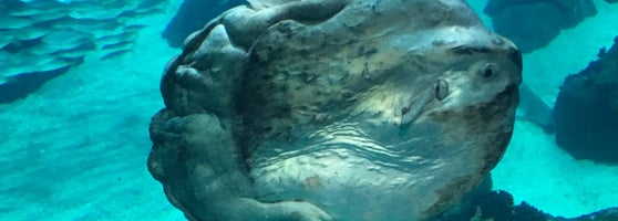 Oceanario De Lisboa Aquarium In Lisboa